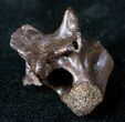 Large Cretaceous Lizard Vertebrae - Hell Creek Formation #12804-1